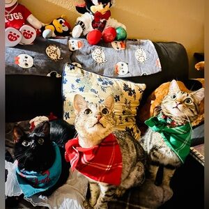 Meet your Posher, C’is